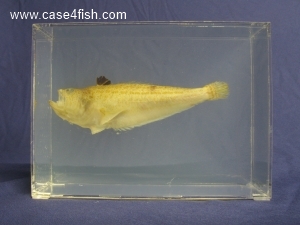 Foto Galerie/Perciformes/Percoidei/Echiichthys vipera/Echiichthys vipera_01_S.jpg